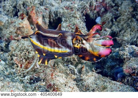 A Bright Cuttlefish (metasepia Pfefferi) Walks On The Sand. Small, But Very Poisonous. Underwater Ph