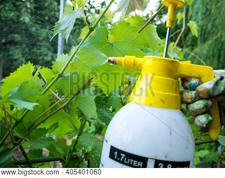 Spraying Plant Leaves From A Spray Bottle