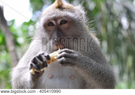 Japanese Macaque Sitting On The Ground Monkey