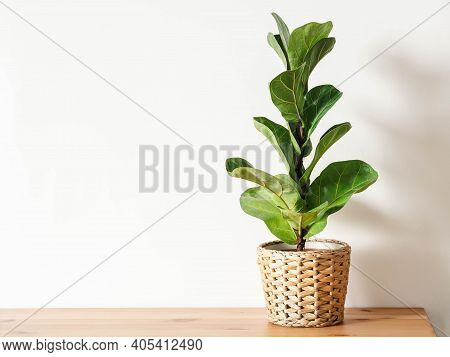 Ficus Lirata In Wickr Pot On Wooden Table. Minimal. Front View. Copy Space.