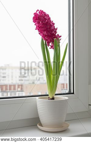 The Pink Hyacinth Stands On The Windowsill