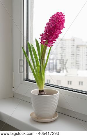 The Pink Hyacinth Stands On The Windowsill