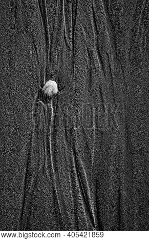Textures In The Sand, With A Seashell
