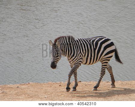 Zebra bir su