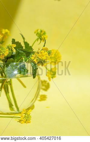 Sinapis Arvensis, Mustard Spring Yellow Blossom Against In A Glass Vase With Water Drops. Bouquet Of