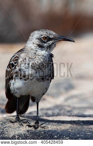 A Vertical Of Hood Mockingbird, Mimus Macdonaldi, Galapagos Islands