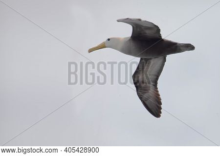 A Waved Albatross, Phoebastria Irrorata, Flying In The Galapagos