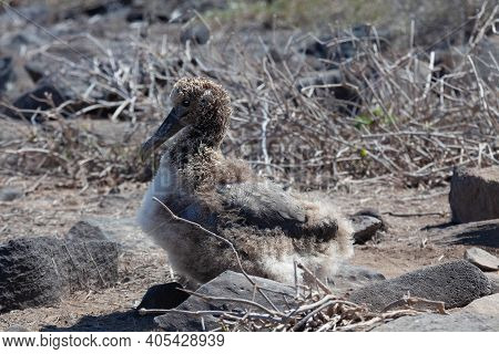 A Chick Of Waved Albatross, Phoebastria Irrorata, Relaxing In The Galapagos