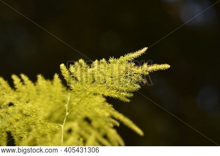 Common Asparagus Fern - Latin Name - Asparagus Setaceus