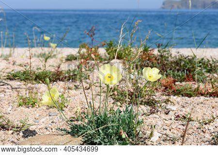 Blooming Yellow Poppies Coast - Endemic To Region, Shore Lake Baikal, Uyuga Cape