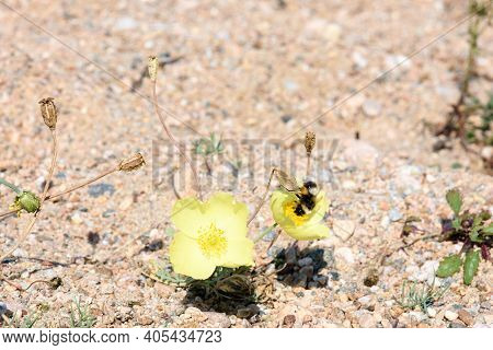 Bumblebee On Blooming Yellow Poppies, Endemic To Region, Shore Lake Baikal, Uyuga Cape