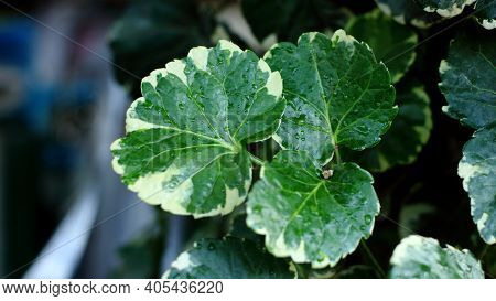Green Leaves As A Background (polyscias), Ecological Concept, Natural Green Wallpaper, Abstract Leav