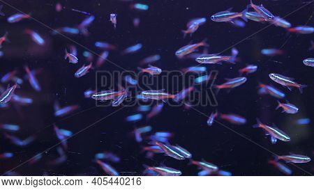Diversity Of Tropical Fishes In Exotic Decorative Aquarium. Assortment In Chatuchak Fish Market Pet 
