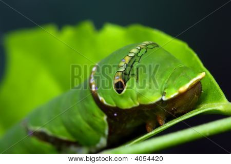 Fælles Mormon (Papilio Polytes)