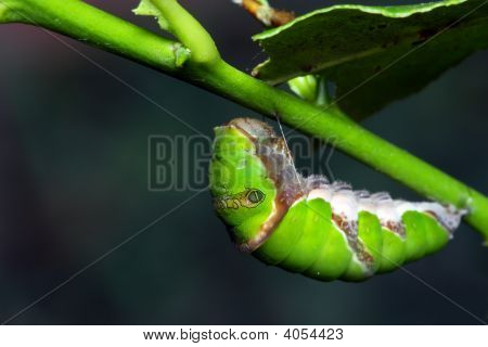 Fælles Mormon (Papilio Polytes)