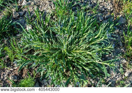 Anchusa Arvensis - Small Bugloss, Annual Bugloss. Small Annual Bugloss, Anchusa Arvensis.