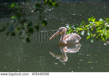 Pelican - Pelecanus - A Large White Bird With A Large Beak Swims On The Water. The Pelican Is Reflec