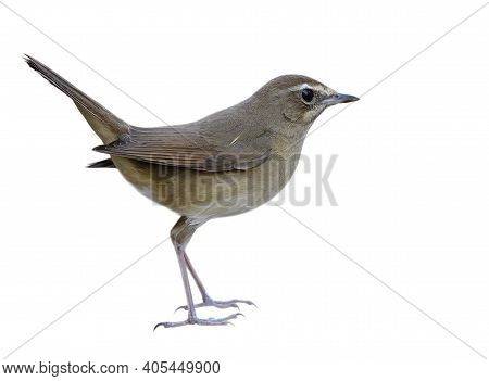Female Of Siberian Rubythroat (calliope Calliope) Lovely Brown Bird With White Eyebrow Isolated On W