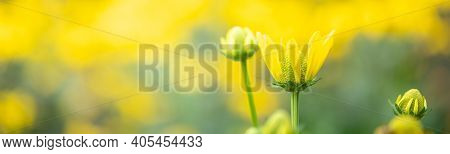 Closeup Of Young Yellow Flower On Blurred Gereen Background Under Sunlight Using As Background Natur