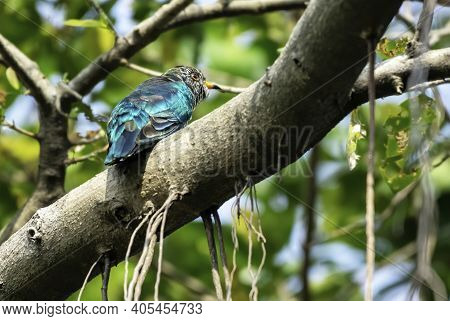 Male Asian Emerald Cuckoo Perching On The Branch , Thailand