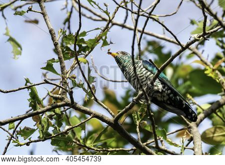 Male Asian Emerald Cuckoo Perching On The Branch With Prey, Thailand