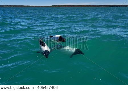Black And White Commerson Dolphins Swimming In The Turquoise Water Of The Atlantic Ocean At The Coas