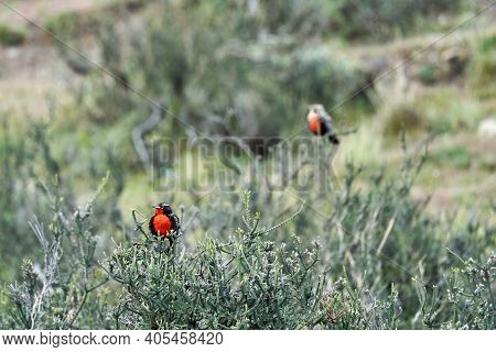 Leistes Loyca, Long-tailed Meadowlark Is A Passerine Bird Of Southern South America And The Falkland