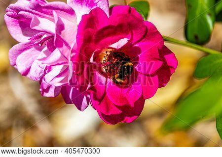 Buff-tailed Bumble Bee On A Pink Flower. Auckland Botanical Gardens, Auckland, New Zealand