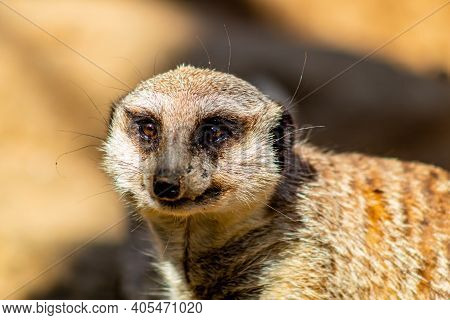 Meerkat Sentinal Stands On Guard. Auckland Zoo, Auckland, New Zealand