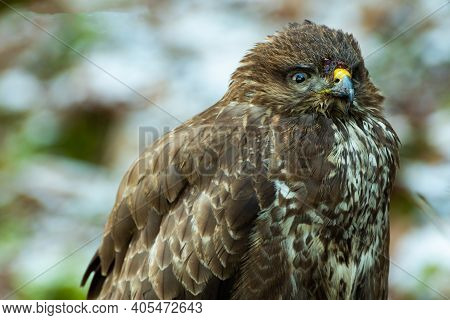 Common Buzzard, Buzzard (buteo Buteo) - A Species Of Large Bird Of Prey From The Accipitridae Family