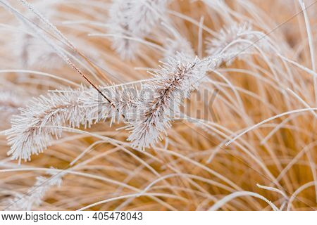 Abstract Natural Background Of Soft Plants. Frosted Pampas Grass And Flowers On A Blurry Bokeh, Boho