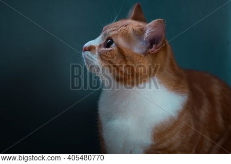 Authentic Image Of A Ginger Cat Looking At The Camera With A Beautiful Warm And Cosy Background.