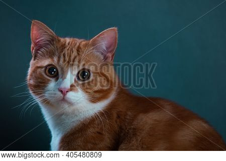 Authentic Image Of A Ginger Cat Looking At The Camera With A Beautiful Warm And Cosy Background.