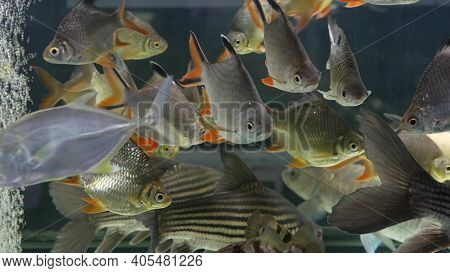 Diversity Of Tropical Fishes In Exotic Decorative Aquarium. Assortment In Chatuchak Fish Market Pet 