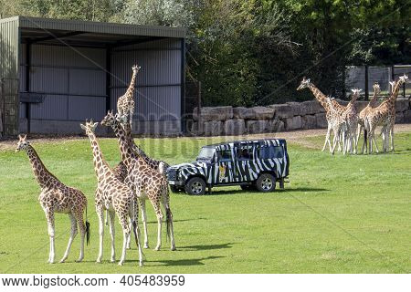 Longleat, Uk - August 26, 2020. Wildlife Seen At Longleat, An English Stately Home And Safari Park. 