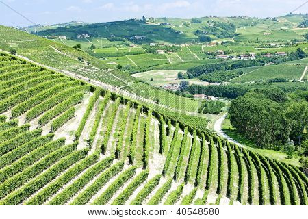 Vineyars poblíž Barbaresco, Piemont, Itálie