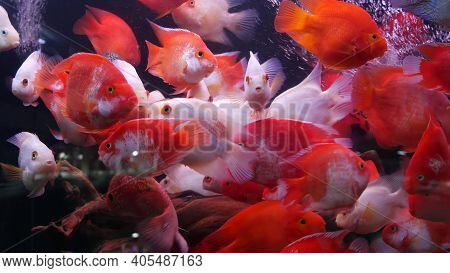 Diversity Of Tropical Fishes In Exotic Decorative Aquarium. Assortment In Chatuchak Fish Market Pet 
