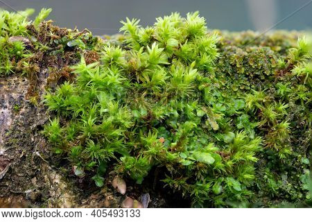 Close Up Shot Of Moss On A Log