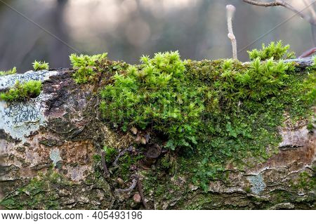 Moss