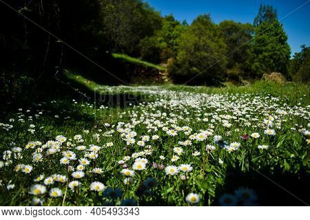Chamomile Flower Field. Chamomiles Field In A National Forest In Greece In The Spring.beautiful Natu
