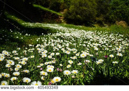 Chamomile Flower Field. Chamomiles Field In A National Forest In Greece In The Spring.beautiful Natu