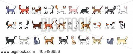 Set Of A Cats Cartoon. Cats Breeds - Vector Illustratrion