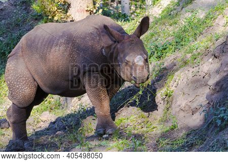 A Young Male Indian Rhinoceros Is Eating Grass