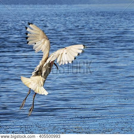 An Ibis In Flight Over Blue Water Showing Its Wing Span