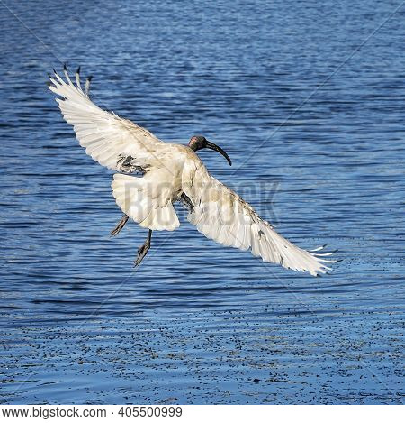 An Ibis In Flight Over Blue Water Showing Its Wing Span