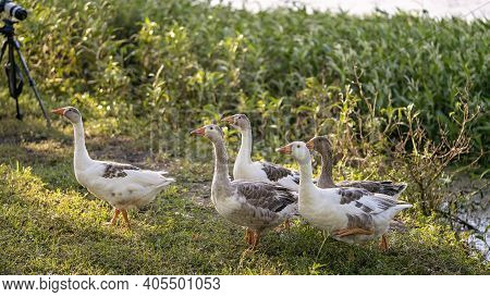 Close Up Of A Gaggle Of Geese In Their Natural Habitat Being Photographed By A Camera On A Tripod