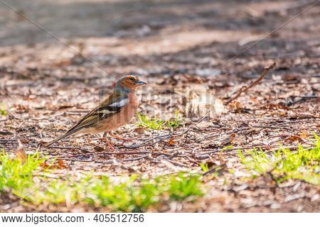 The Common Finch, Fringilla Coelebs, Sits On The Ground In Spring. Beautiful Forest Bird Common Chaf