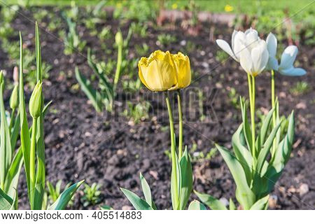 Beautiful Tulips In The Feofania Park In Kiev.