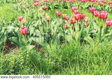 Beautiful Tulips In The Feofania Park In Kiev.