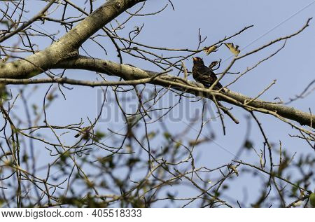 Male Violet Cuckoo Perching On The Branch , Thailand